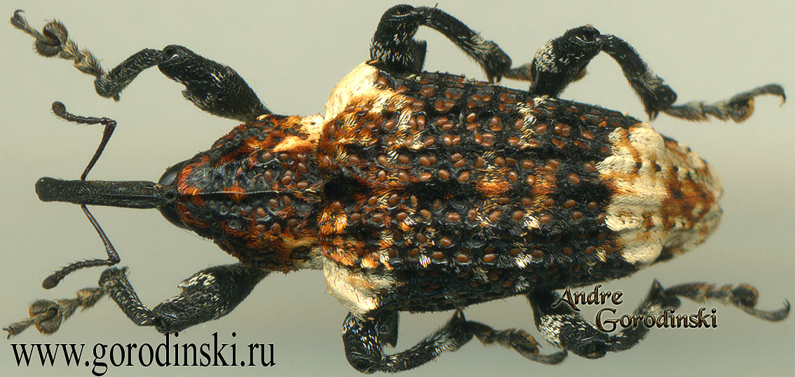 http://www.gorodinski.ru/oth_col/Curculionidae sp.1.jpg